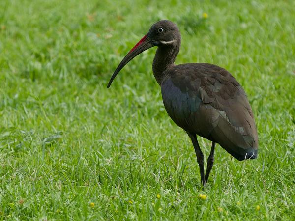 <h3><a href="/trips/tanzania/biota/animalia/chordata/aves/015 pelecaniformes/001 threskiornithidae/bostrychia hagedash/bostrychia hagedash-nl.html">Bostrychia&nbsp;hagedash</a> / Hadada&nbsp;ibis / Hadada‑ibis</h3>OM-1 Mark II met OLYMPUS M.150-400mm F4.5, 1/2000 sec  bij F4.5, ISO 500, afstand 24.8&nbsp;m